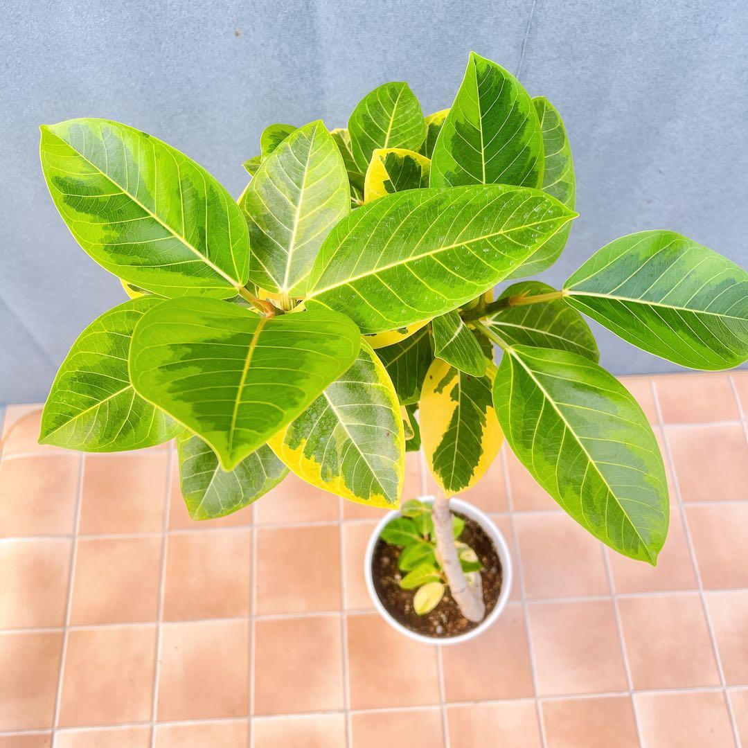 現品　フィカス　ゴムの木　アルテシマ　曲がり　12番　観葉植物　インテリア