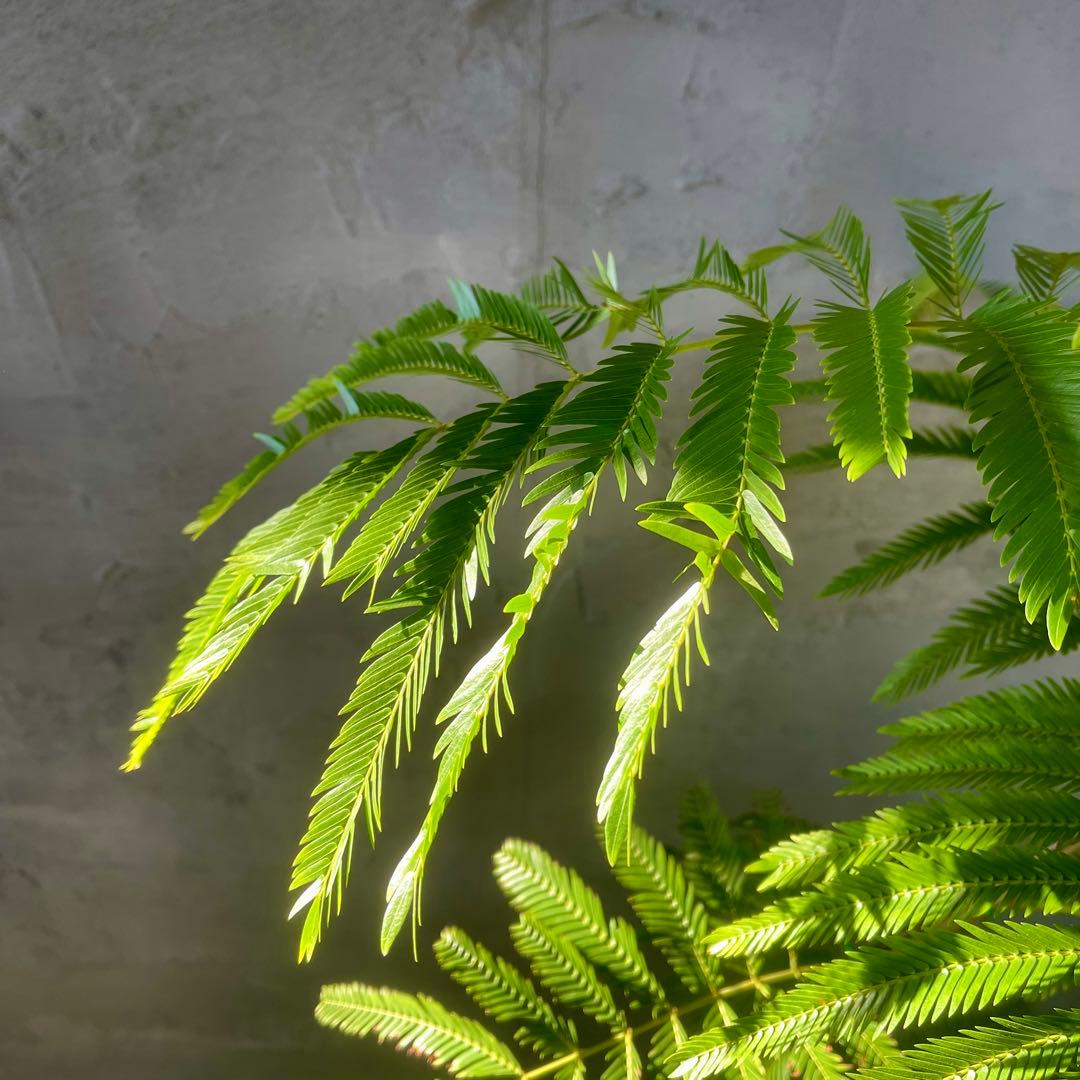 エバーフレッシュ　曲がり　天然苔　盆栽仕立て　陶器鉢　植え込み発送