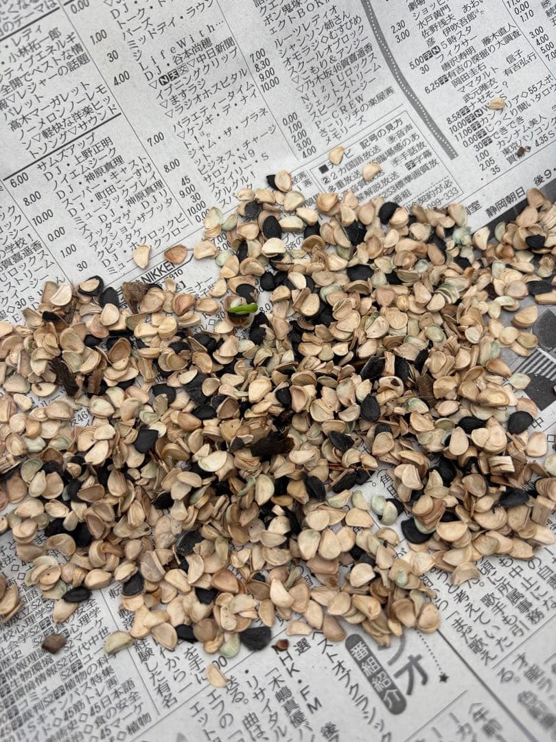 アガベ　パリーハイブリッド　種100以上