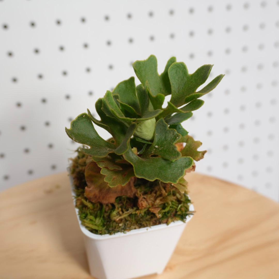 P.Ridleyi dwarf silver リドレイドワーフシルバー 004