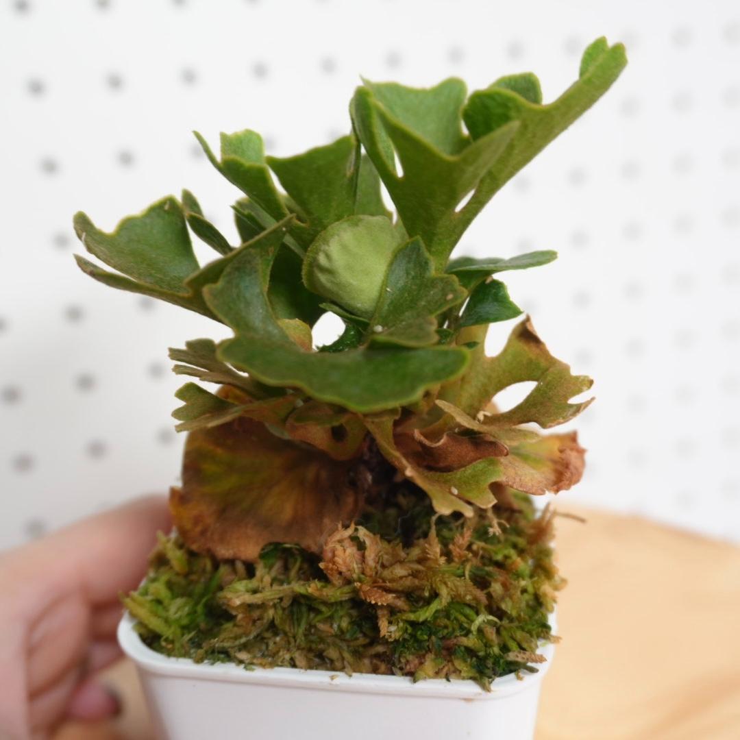 P.Ridleyi dwarf silver リドレイドワーフシルバー 004