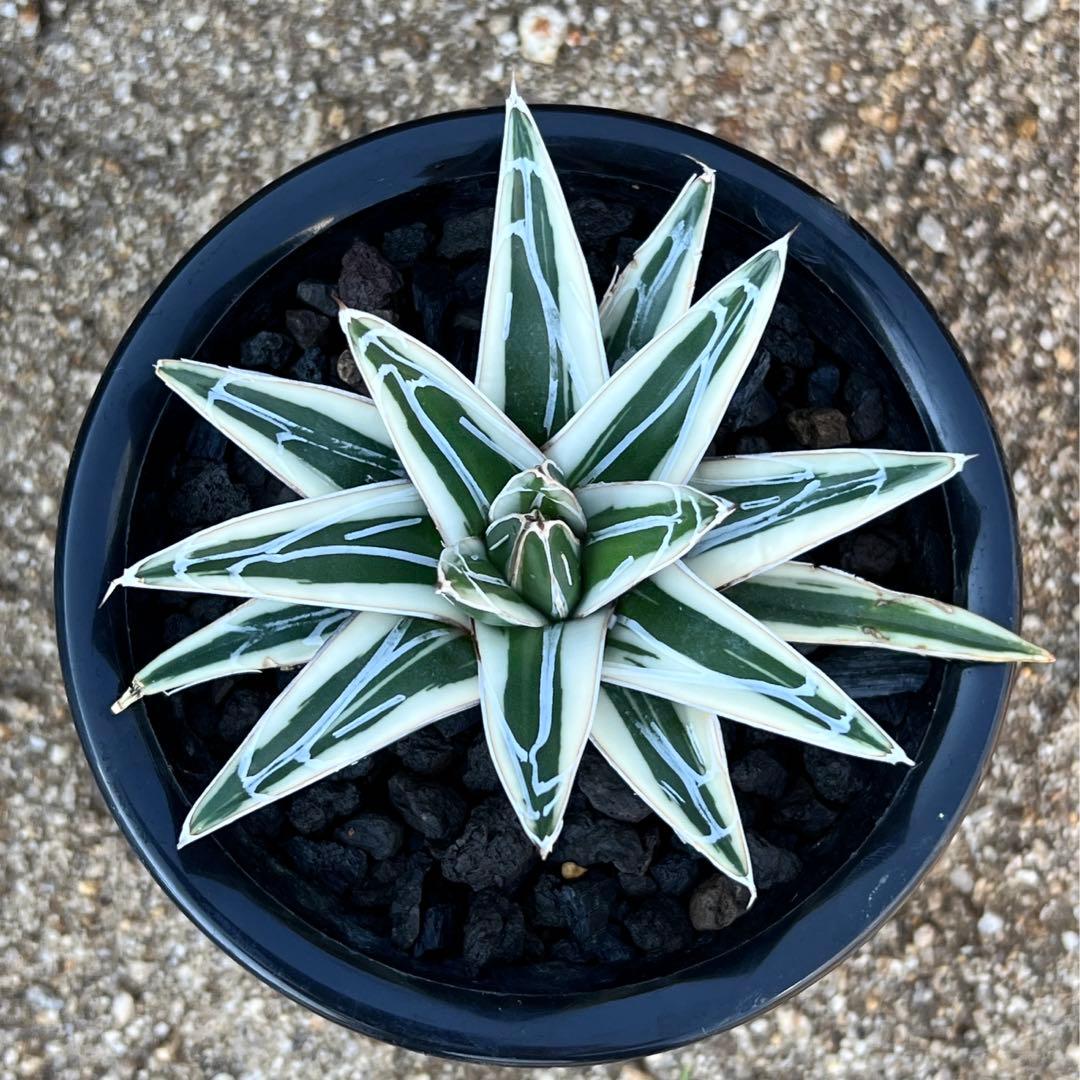 アガべ　笹の雪　氷山