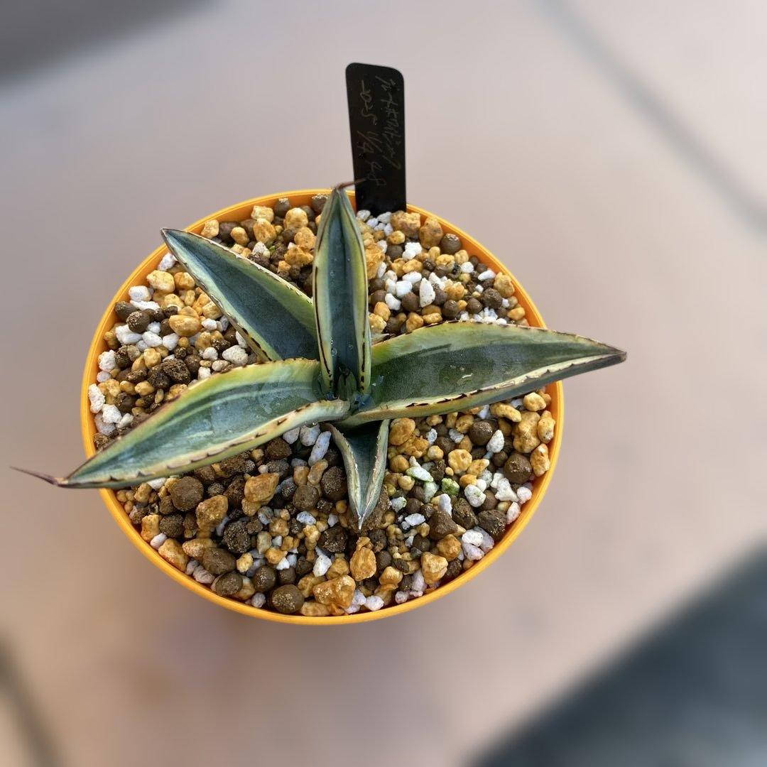 アガベ　グレートホワイトシャーク　シャークスキン