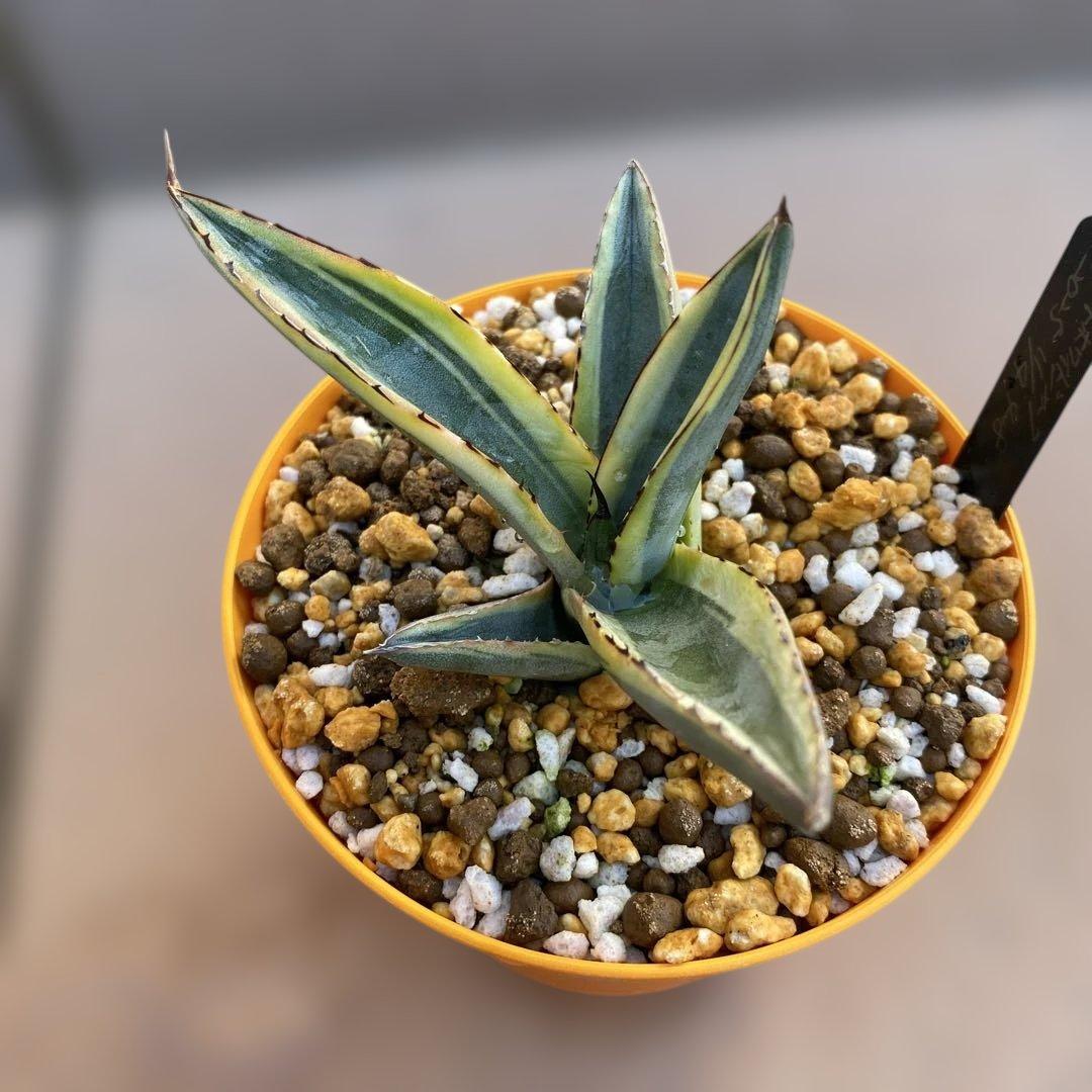 アガベ　グレートホワイトシャーク　シャークスキン