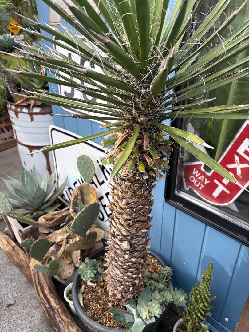 耐寒性ユッカ　フィリフェラ幹太大株◇南国ドライガーデン島アガベ多肉ヤシ　サボテン