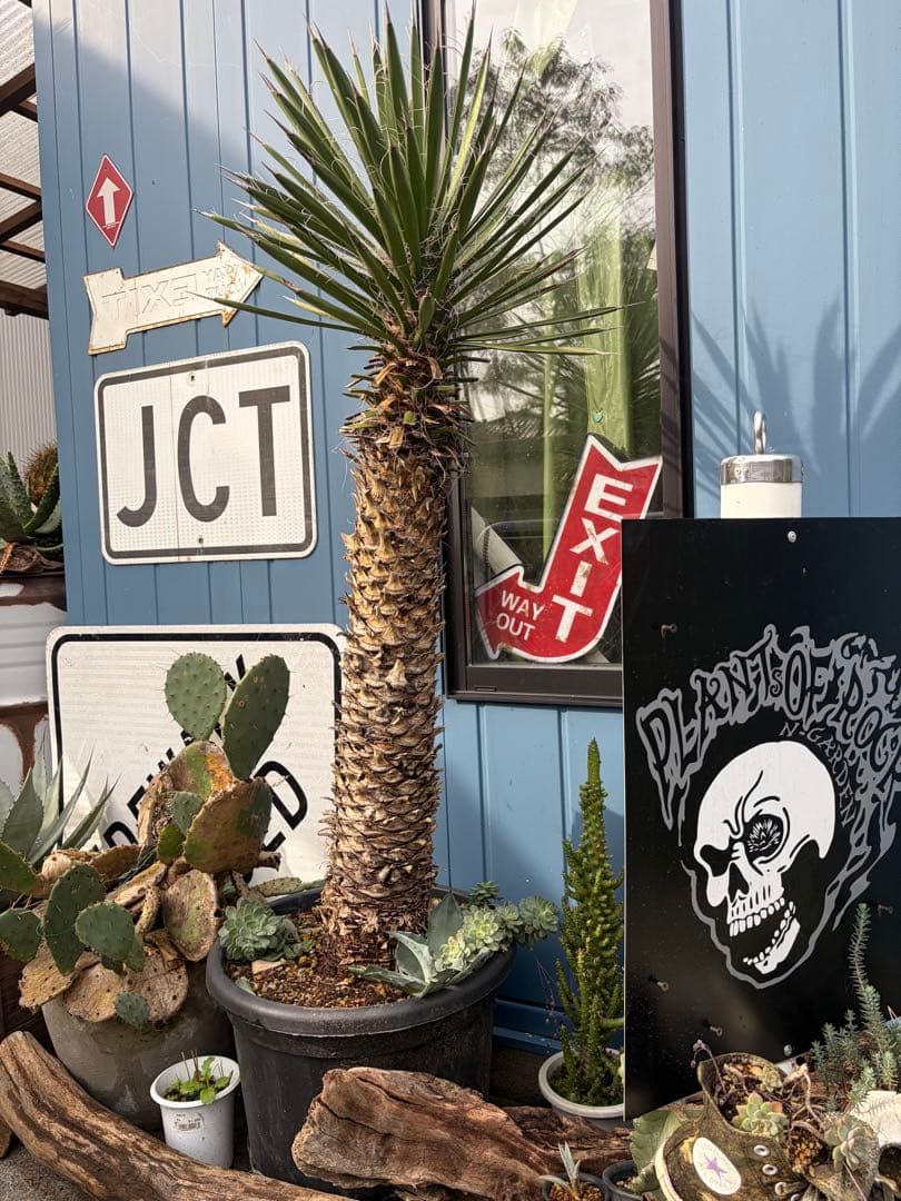 耐寒性ユッカ　フィリフェラ幹太大株◇南国ドライガーデン島アガベ多肉ヤシ　サボテン