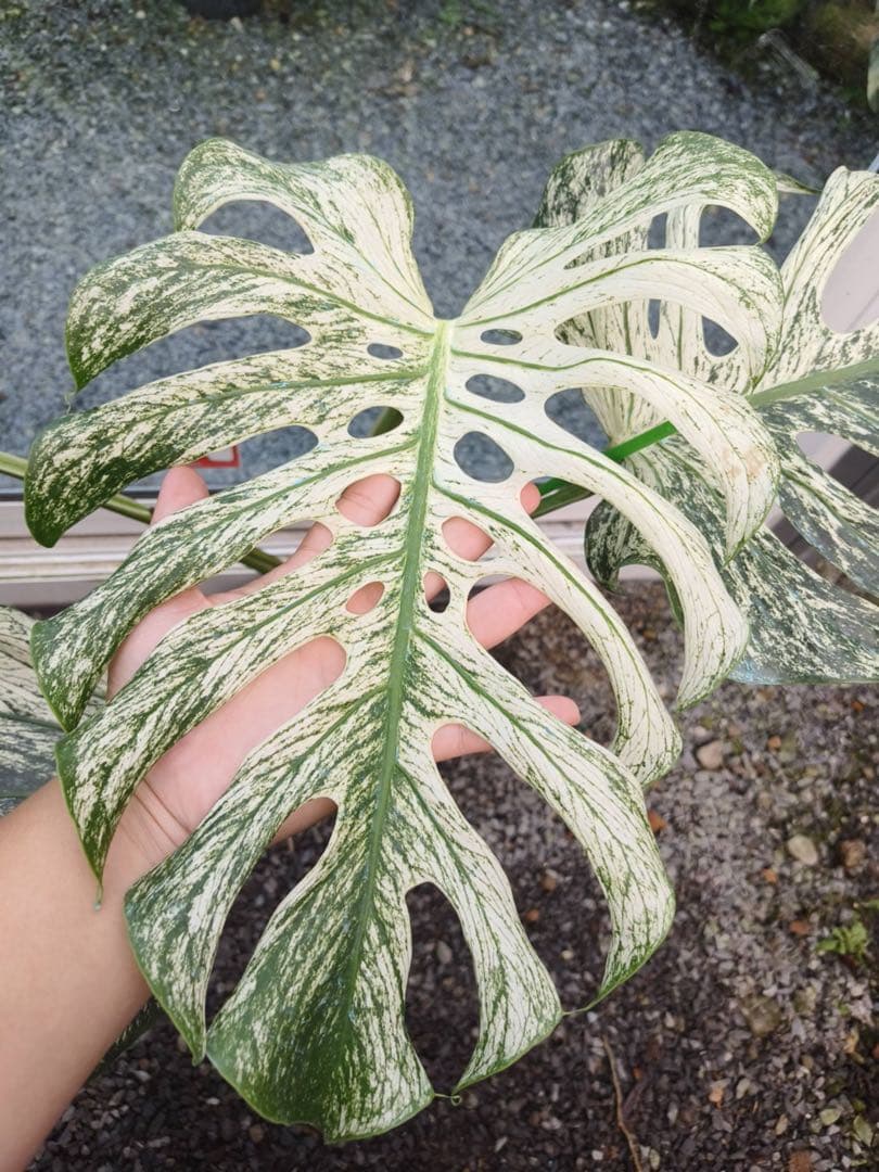 希少 モンステラ デビル（Devil Monster）斑入り／大株・極上斑