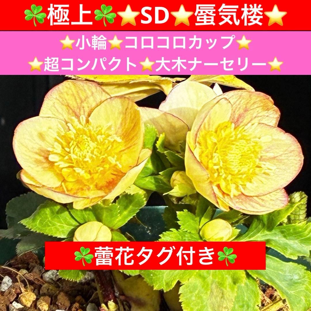 も*読様 546☘️蕾花タグ付☘️極上☘️SD⭐️蜃気楼⭐️小輪⭐️コロコロカッ