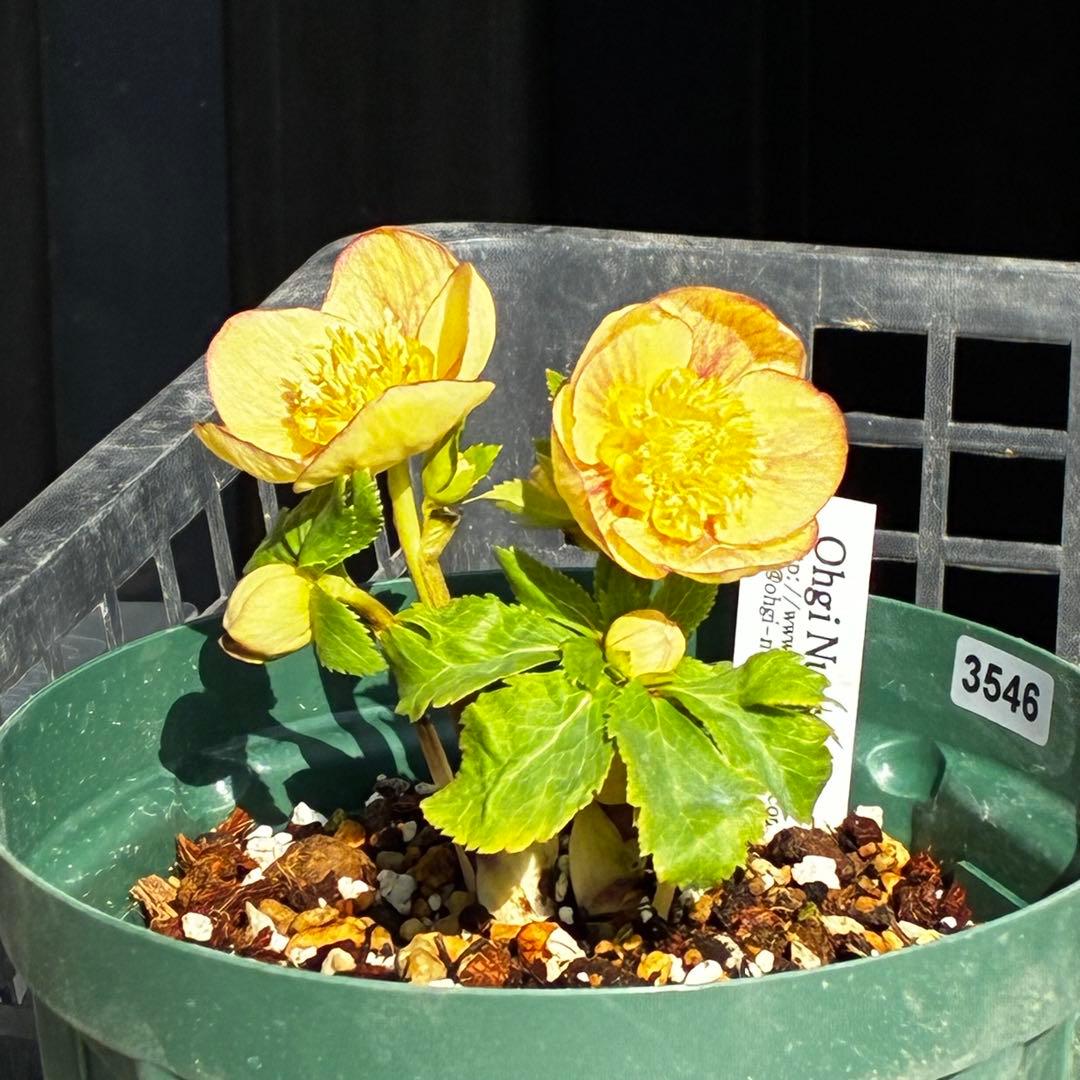 も*読様 546☘️蕾花タグ付☘️極上☘️SD⭐️蜃気楼⭐️小輪⭐️コロコロカッ