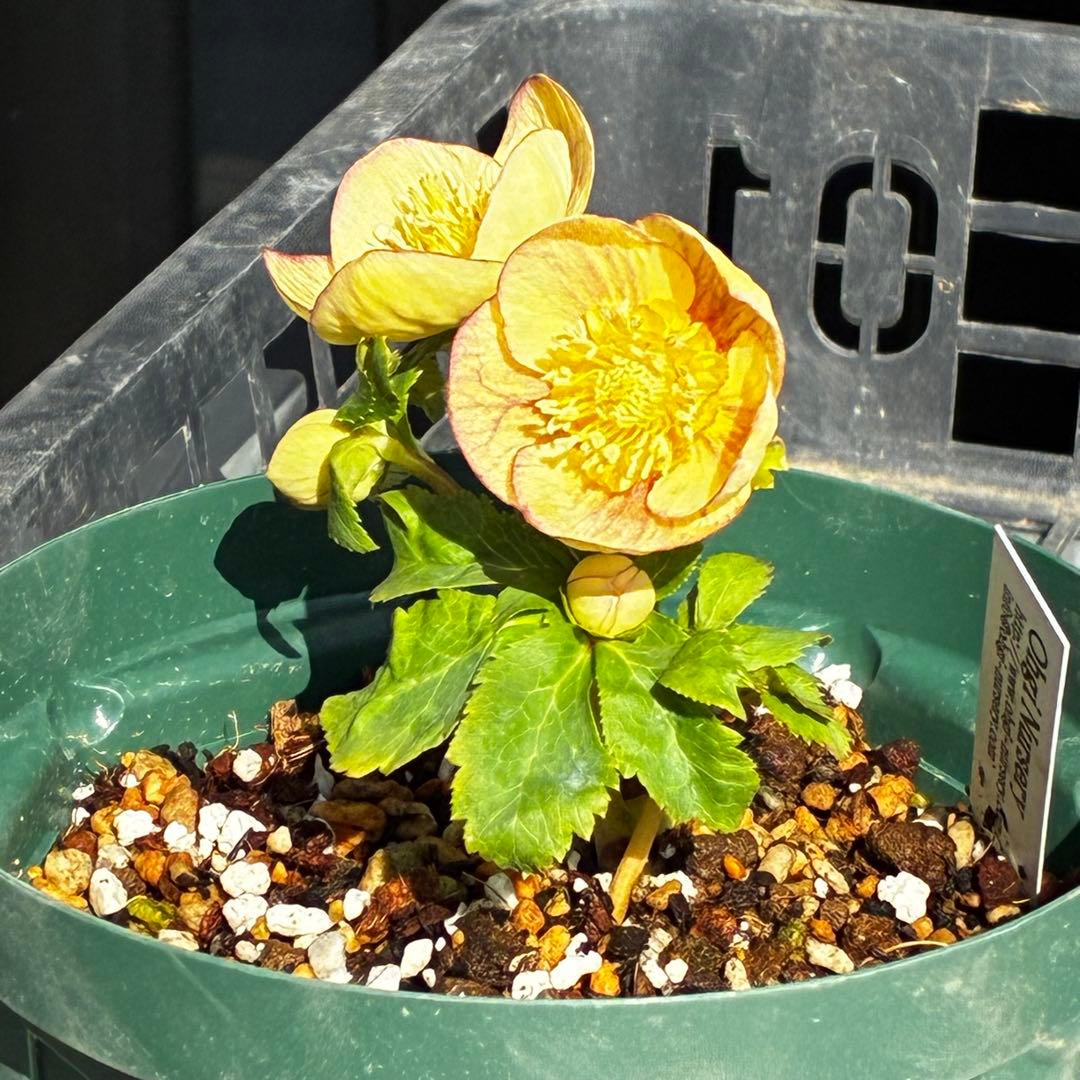 も*読様 546☘️蕾花タグ付☘️極上☘️SD⭐️蜃気楼⭐️小輪⭐️コロコロカッ