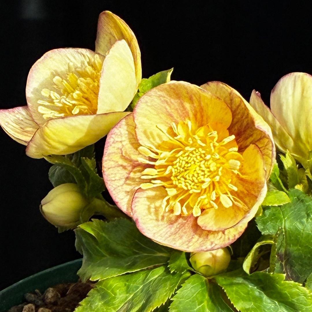 も*読様 546☘️蕾花タグ付☘️極上☘️SD⭐️蜃気楼⭐️小輪⭐️コロコロカッ