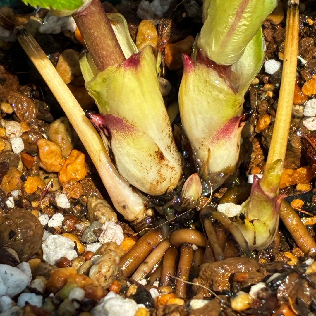 も*読様 546☘️蕾花タグ付☘️極上☘️SD⭐️蜃気楼⭐️小輪⭐️コロコロカッ