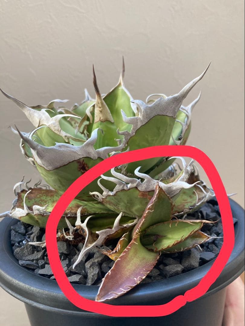 アガベ オテロイ実生選抜子株① オアハカ　チタノタ