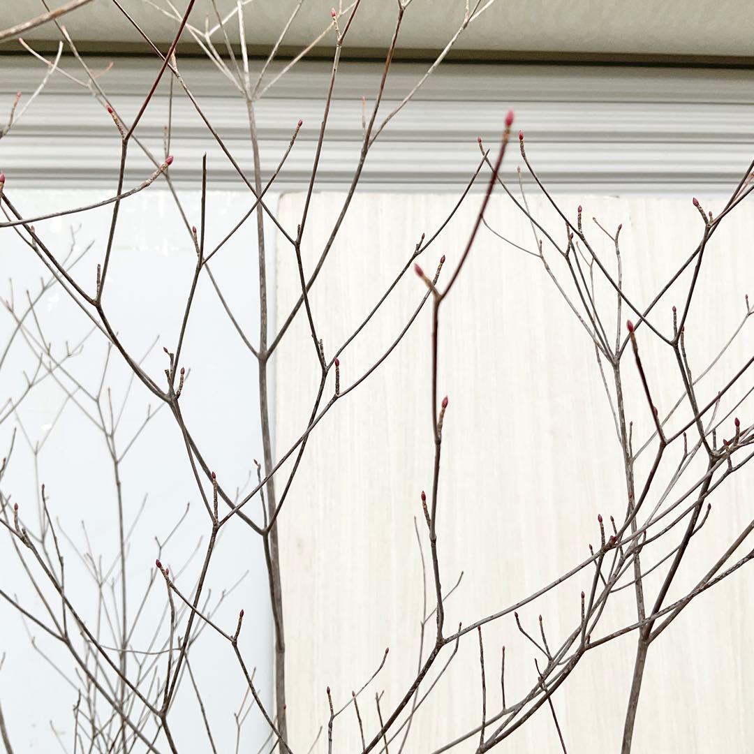 Oさん専用 山採り アブラツツジ　/7