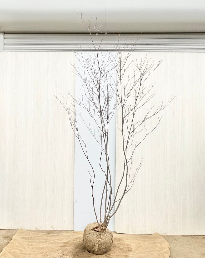 Oさん専用 山採り アブラツツジ　/7