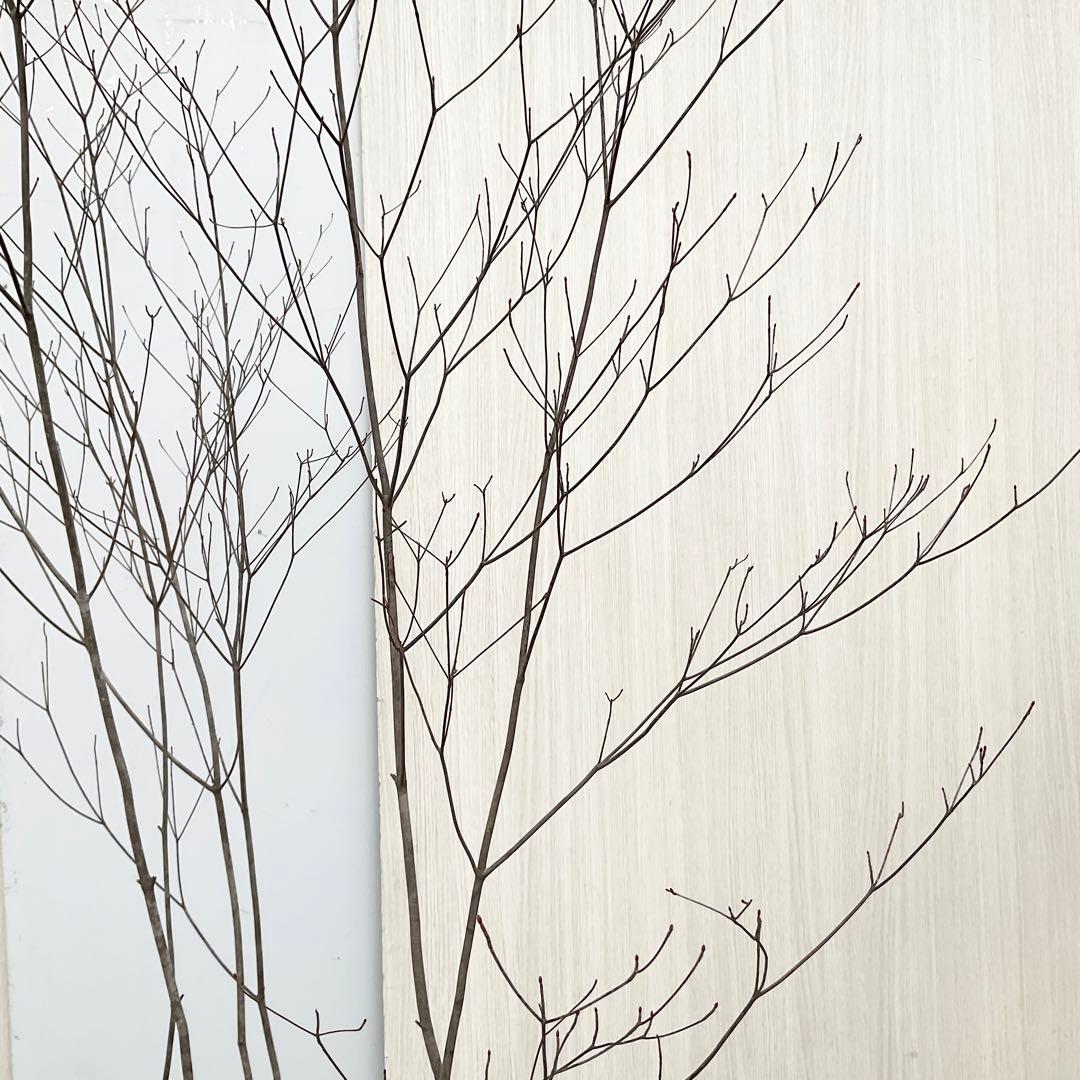 Oさん専用 山採り アブラツツジ　/7