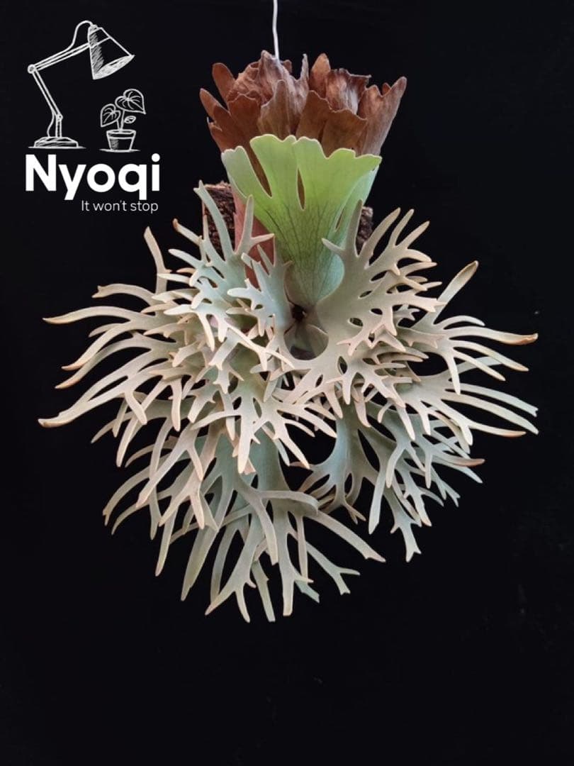 P. Willinckii Totoro' （spore）