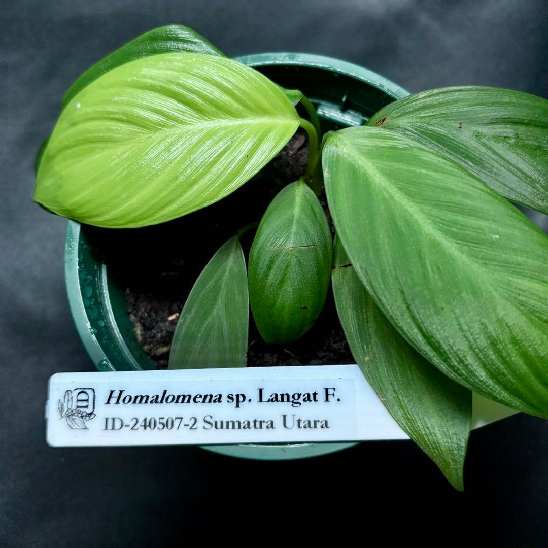 ホマロメナ sp.Langat F. 正規タグ付き