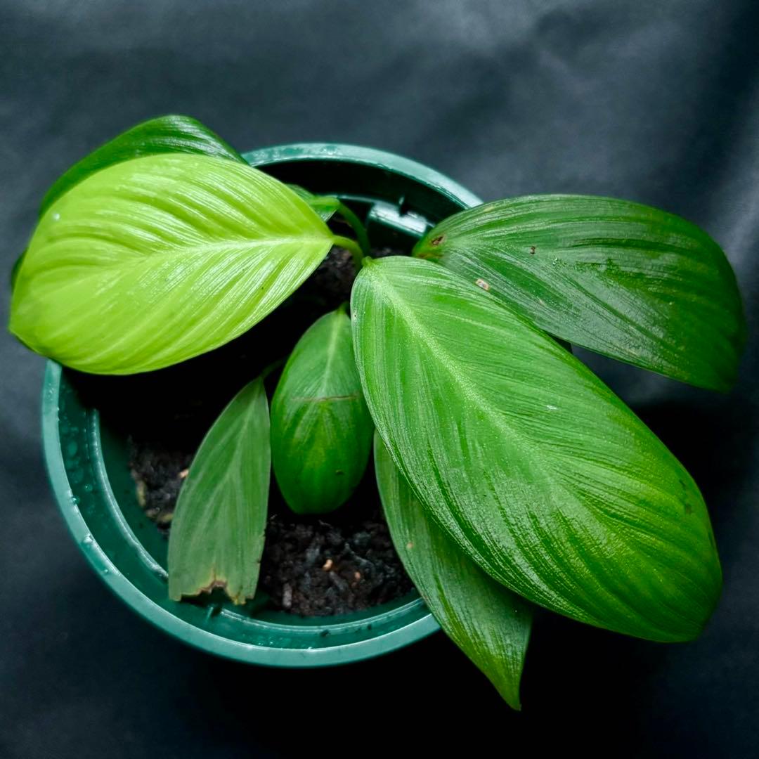 ホマロメナ sp.Langat F. 正規タグ付き