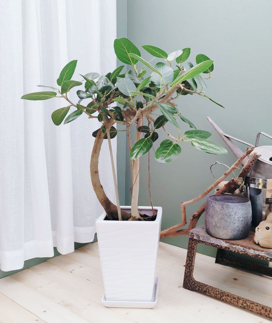 人気!!根上がり 【現品】曲がりベンガレンシス 曲線８大人グリーン