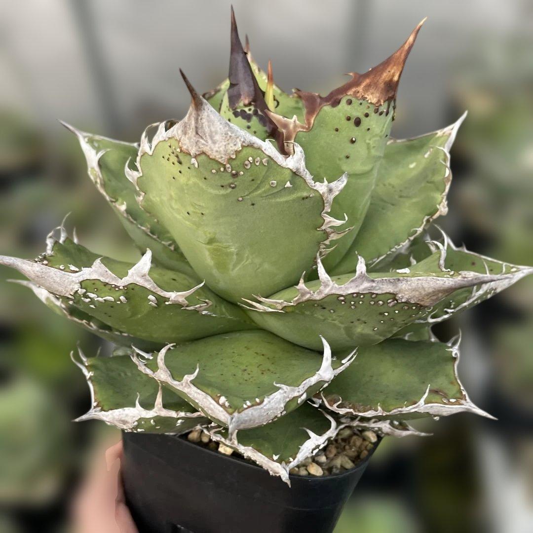 アガベ　チタノタ　麻華龍　もちろんOC株