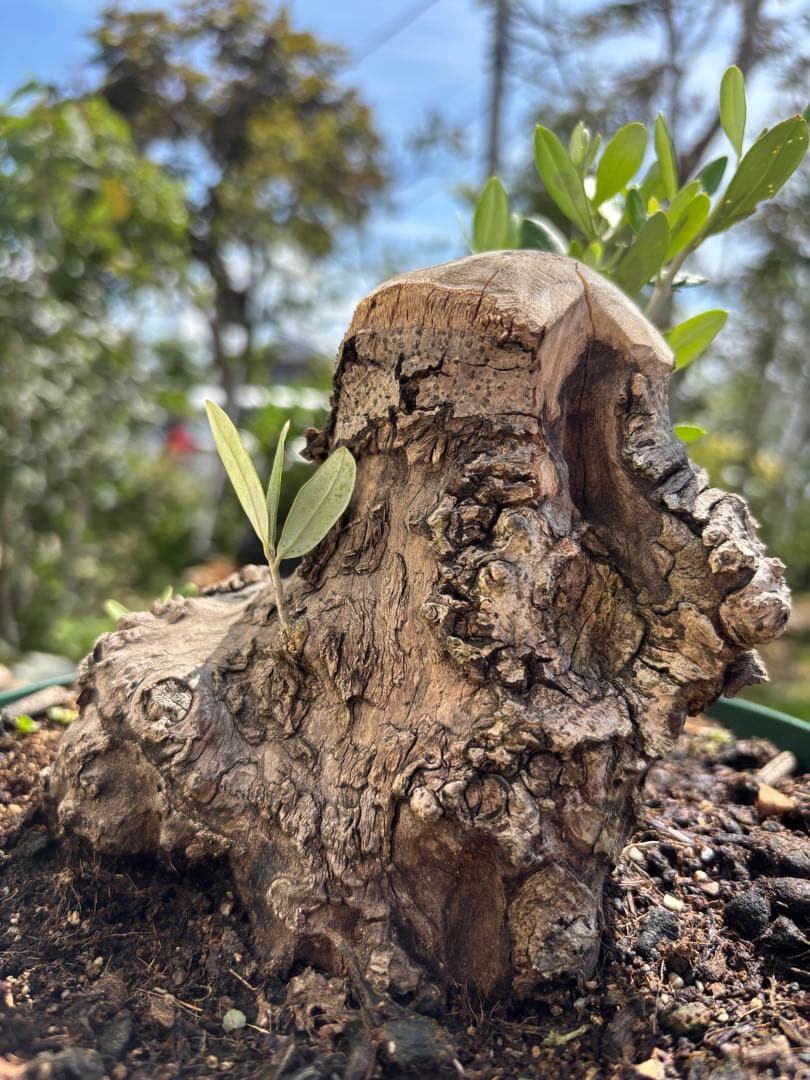 ねこなでたい農園　オリーブの木　コラティナ　極太　古木　8月17日出品終了