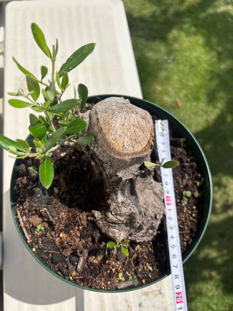 ねこなでたい農園　オリーブの木　コラティナ　極太　古木　8月17日出品終了