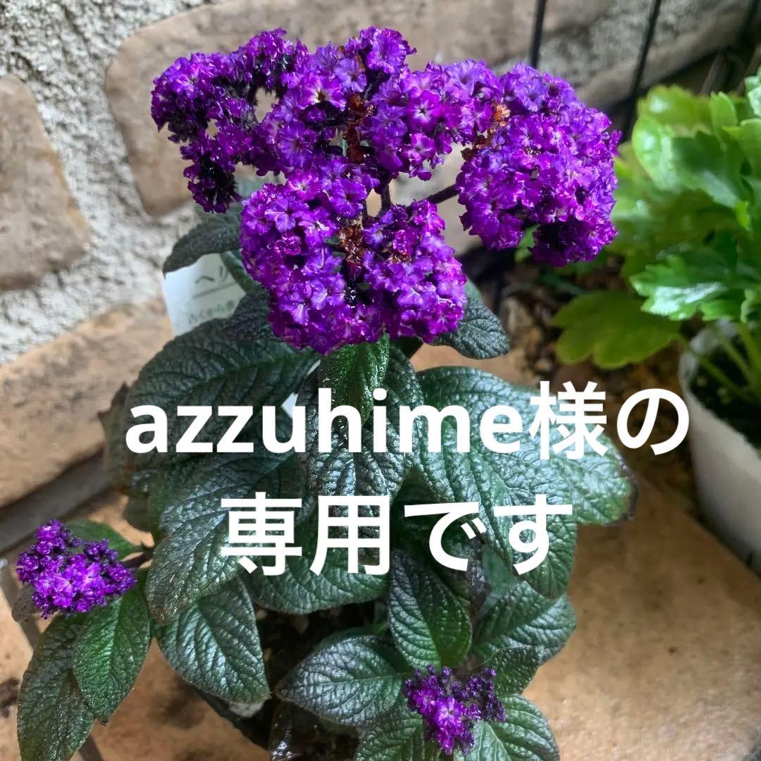 ヘリオトロープ