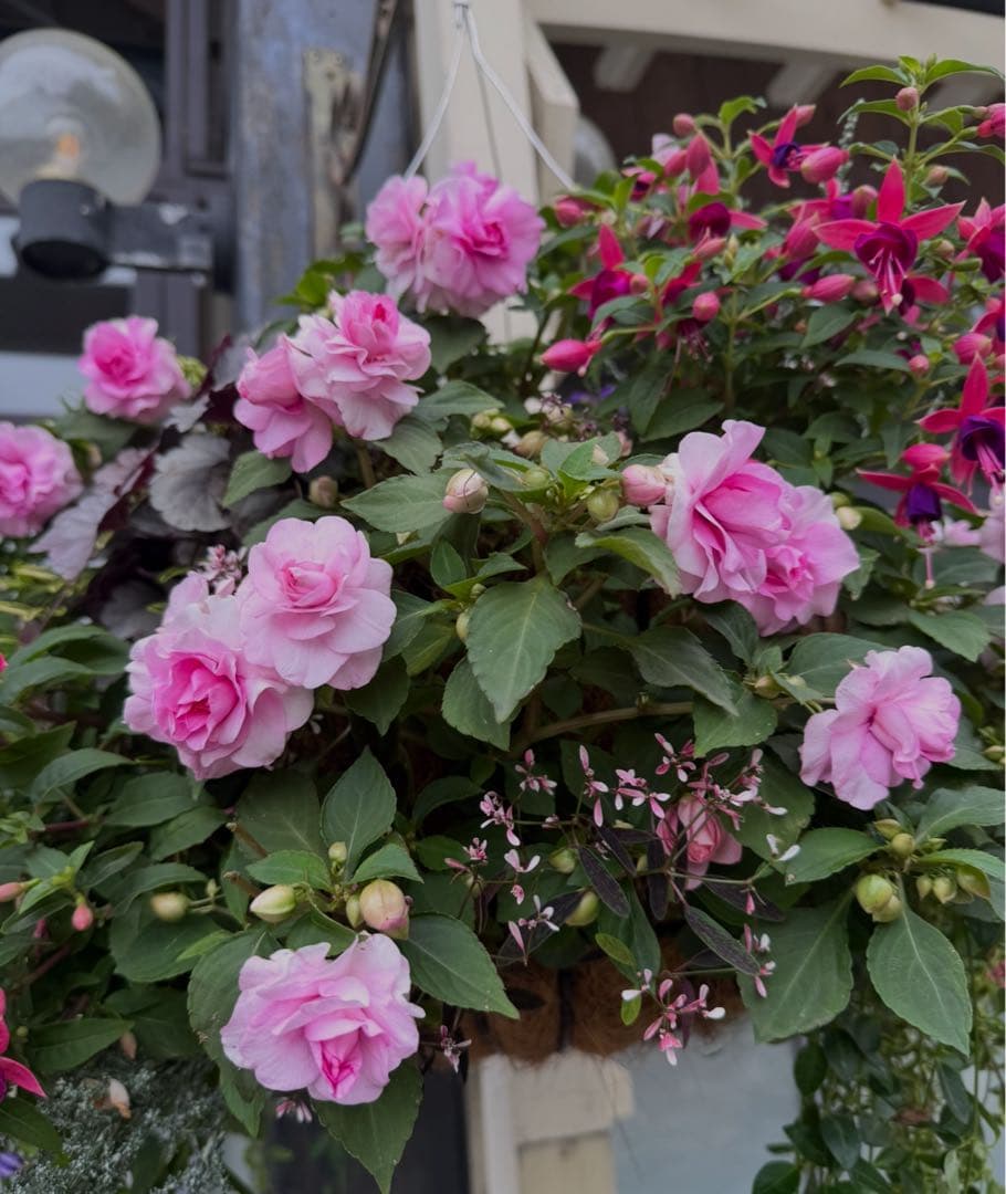 専用☆ Salute サルート☆貴重サイズH70 新品