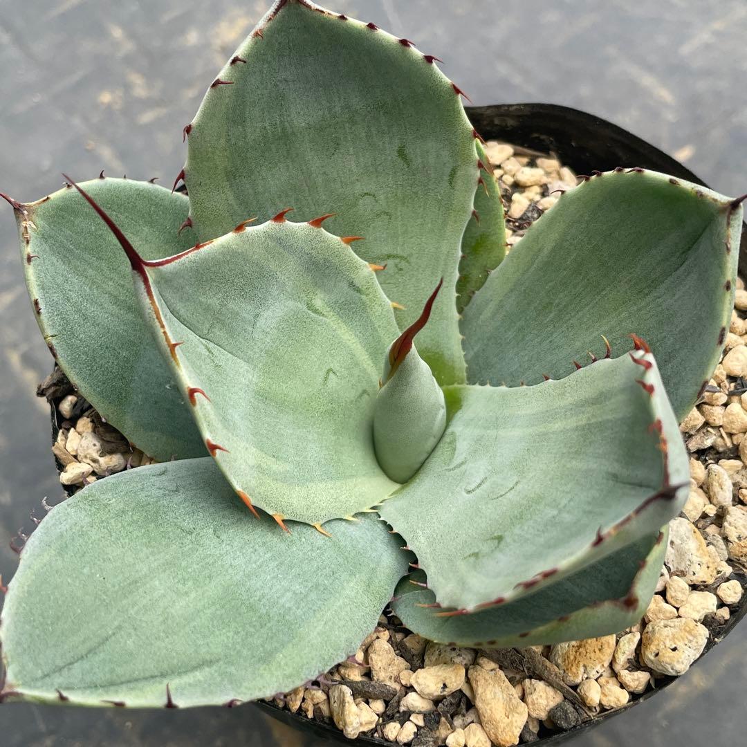 アガベ トランカータ錦 トリカラー ② 斑入り