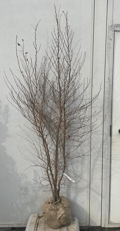 《現品》姫沙羅（ヒメシャラ）株立ち　樹高1.7ｍ（根鉢含まず）36【苗木/植木】