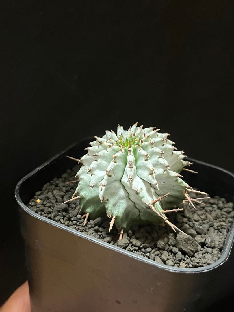 ユーフォルビアホリダ 関上No.1ゼブラホリダ純血統 S胴太B 大サイズ