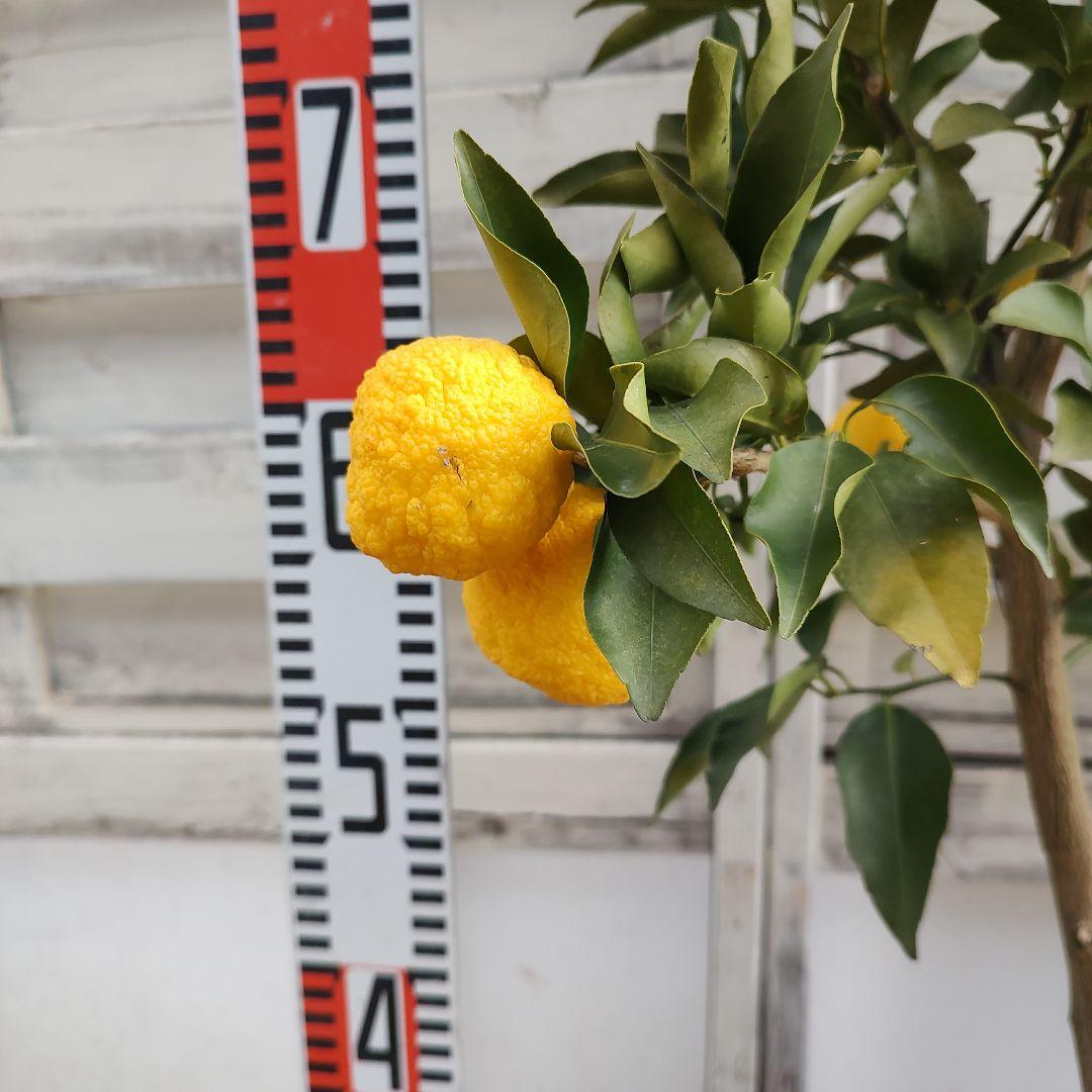 花柚子 3年生 大苗 実つき