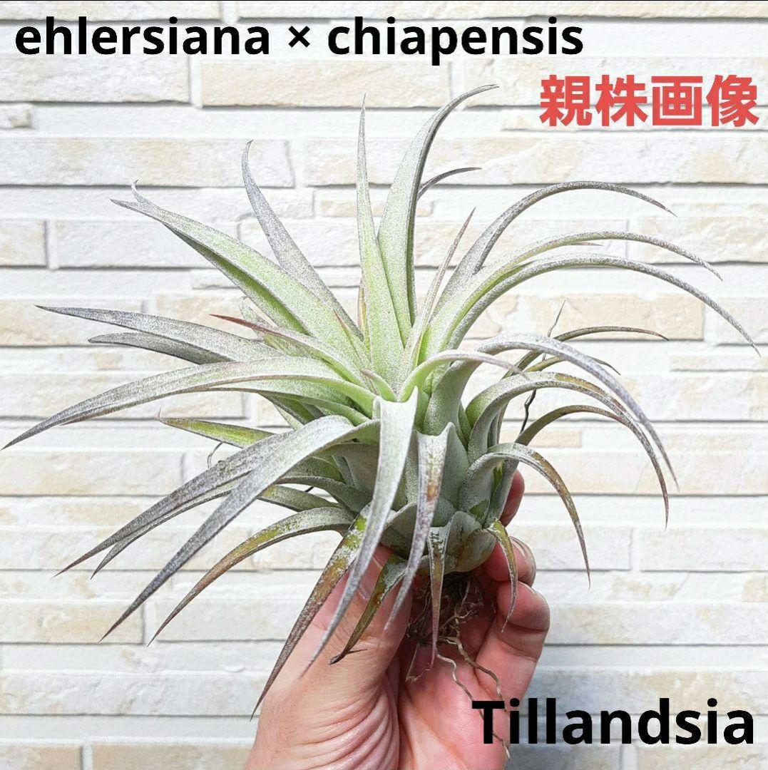 チランジア エーレルシアナ × チアペンシス