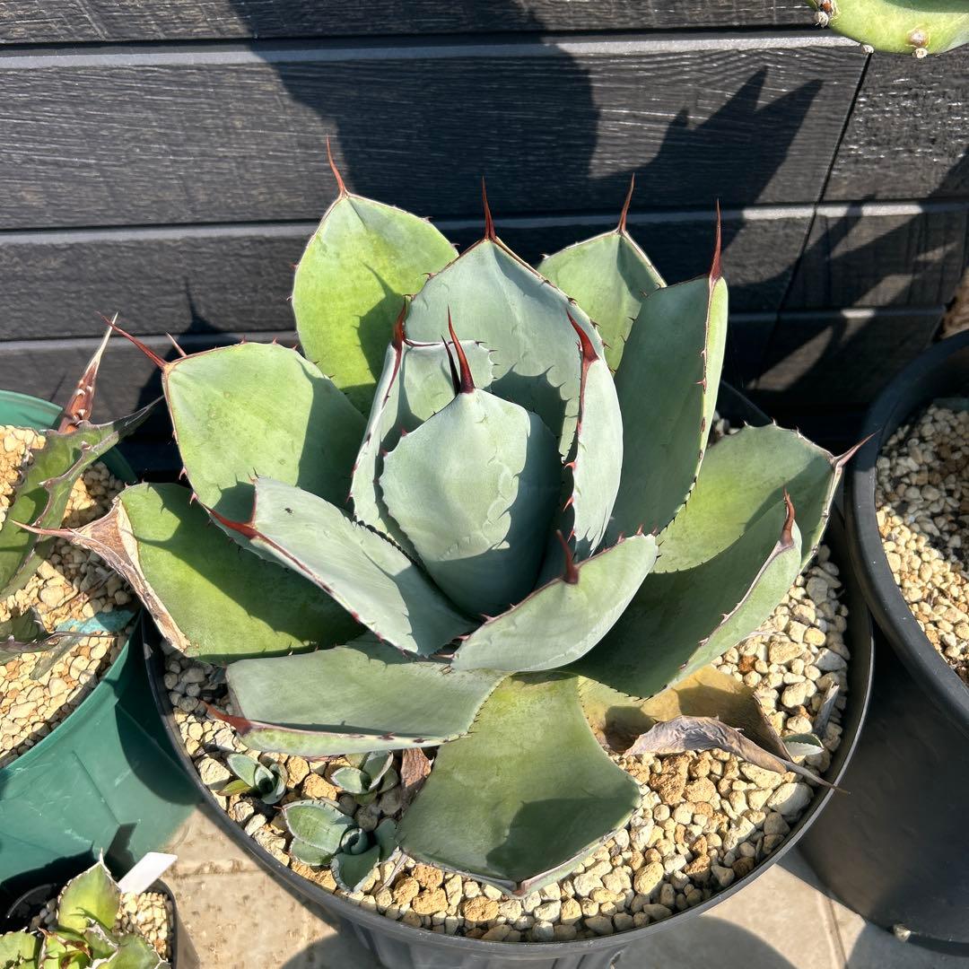 アガベ パリー トランカータ　親株