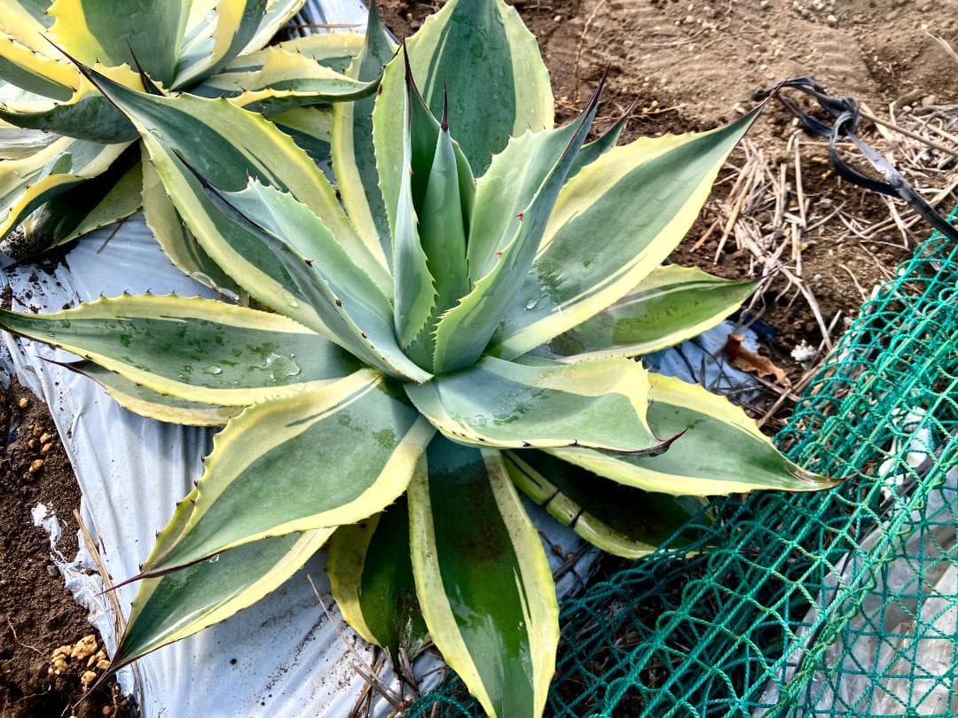 [美大株]オバティフォリア オルカ アガベ