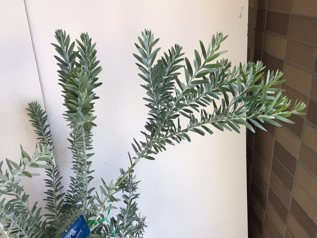 tm13お纏め商品‼︎ アカシア・ブルーブッシュ７号鉢3個セット