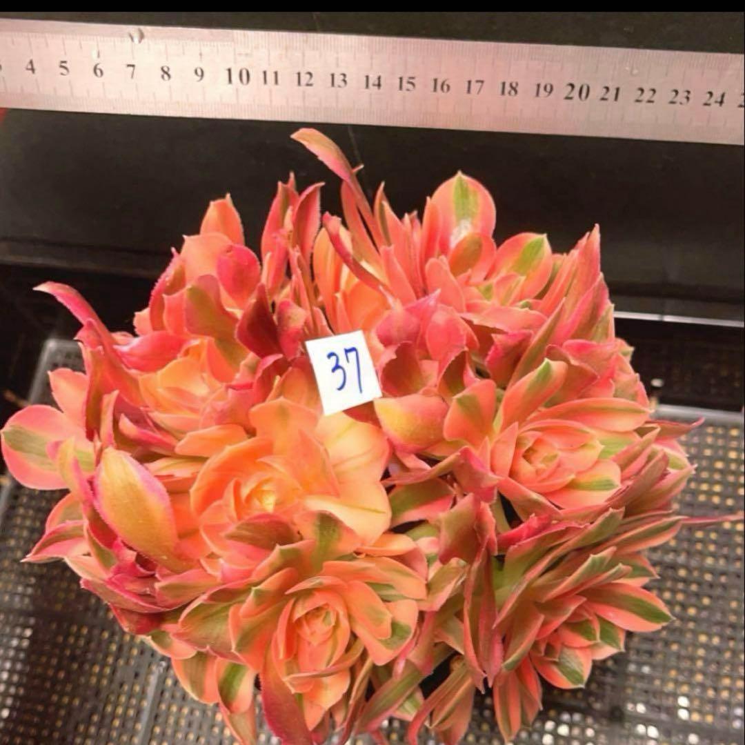 37#多肉植物アエオニウム錦❤️ 女的神❤️11大頭21cm拔き苗！