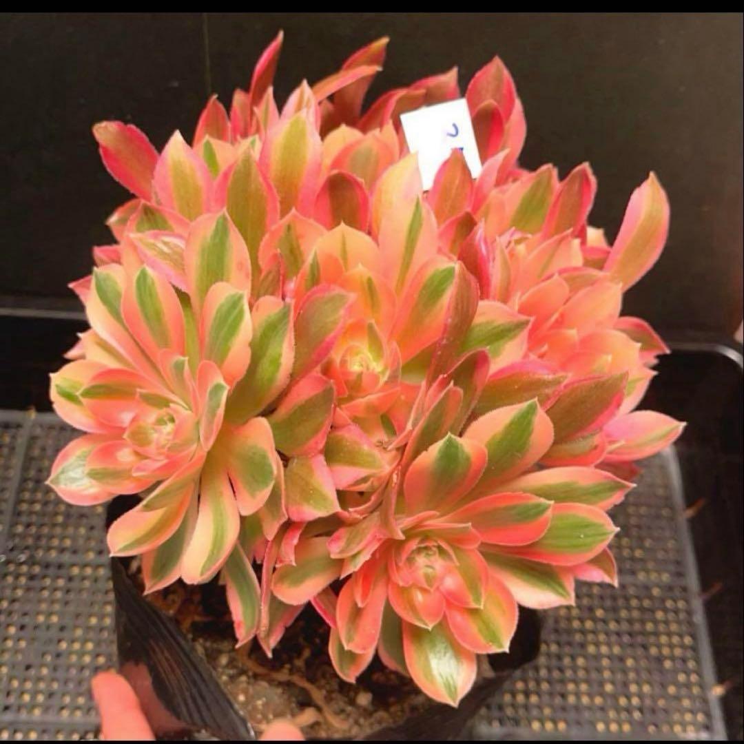 37#多肉植物アエオニウム錦❤️ 女的神❤️11大頭21cm拔き苗！