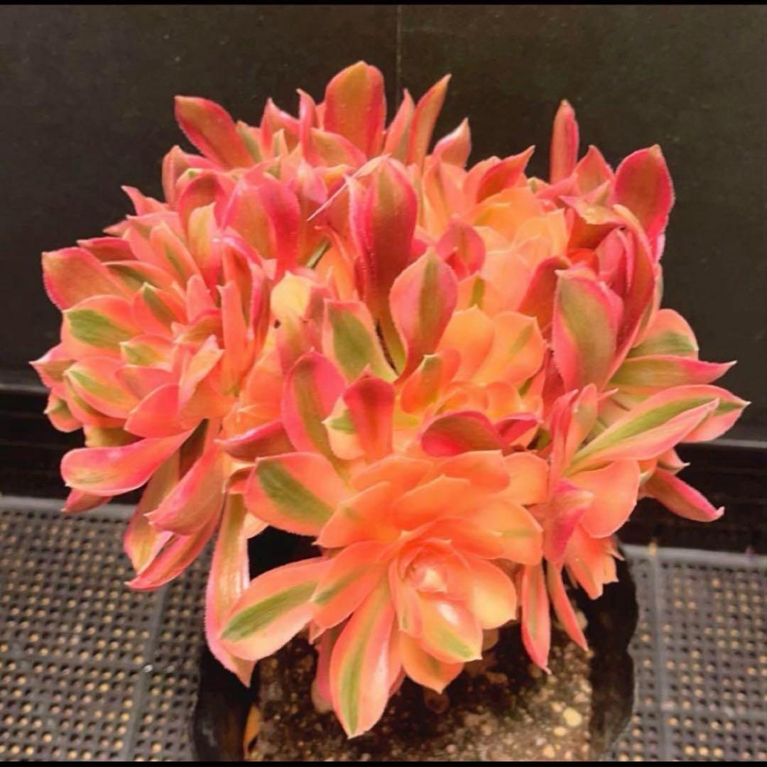37#多肉植物アエオニウム錦❤️ 女的神❤️11大頭21cm拔き苗！