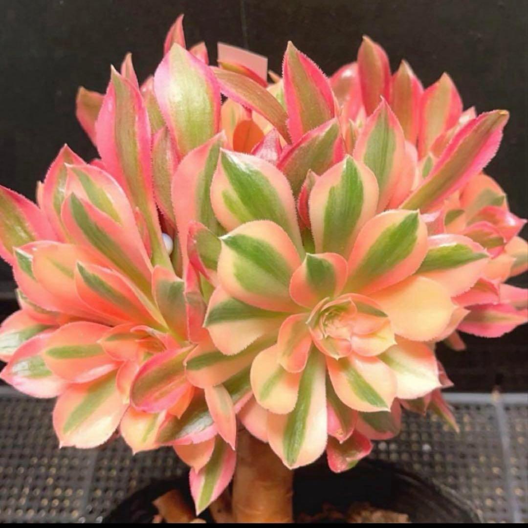37#多肉植物アエオニウム錦❤️ 女的神❤️11大頭21cm拔き苗！