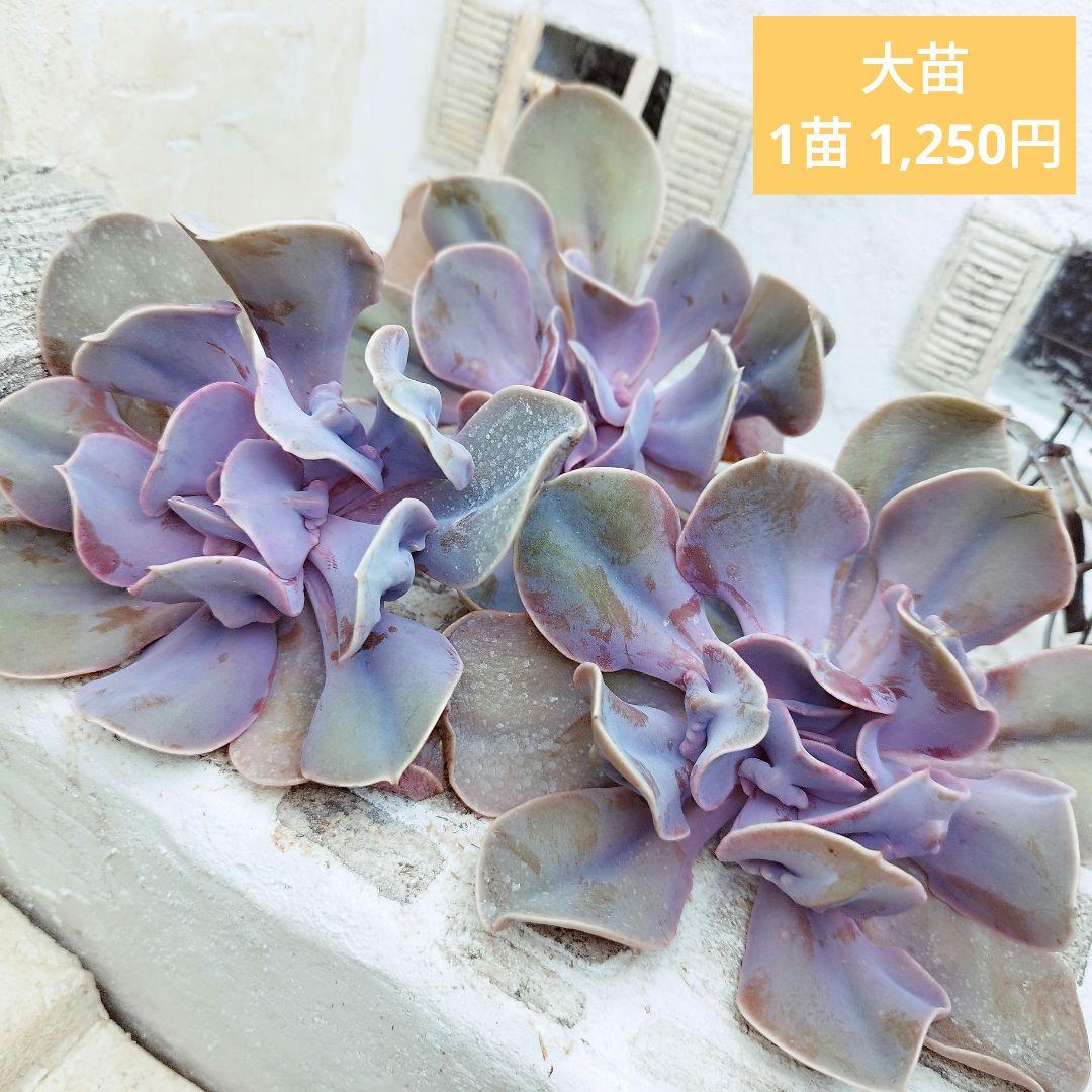 ラブパール(大苗)◎多肉植物 カット苗 韓国苗 エケベリア等