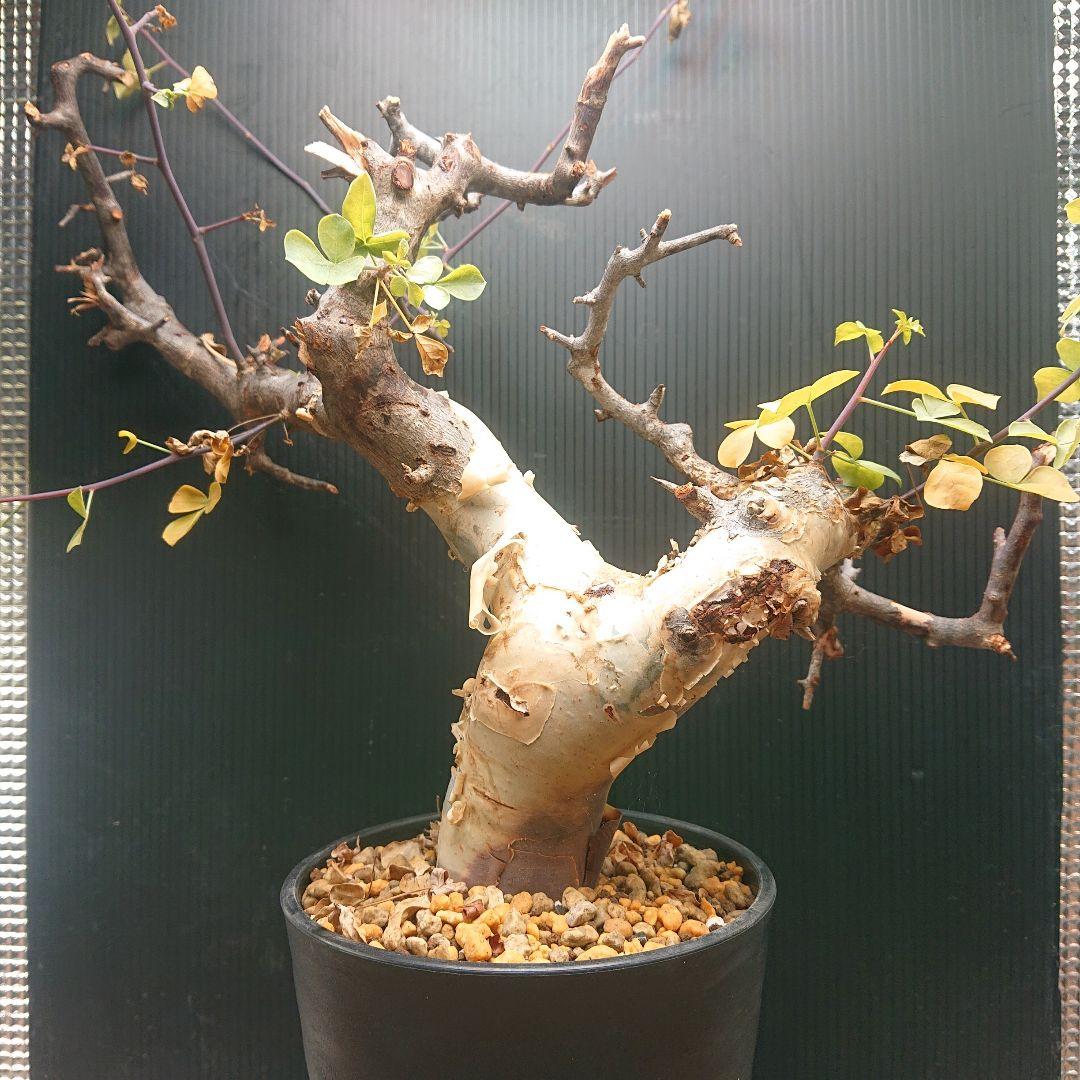 ①コミフォラ カタフ ピュア 発根済み 現地株 塊根植物 パキプス