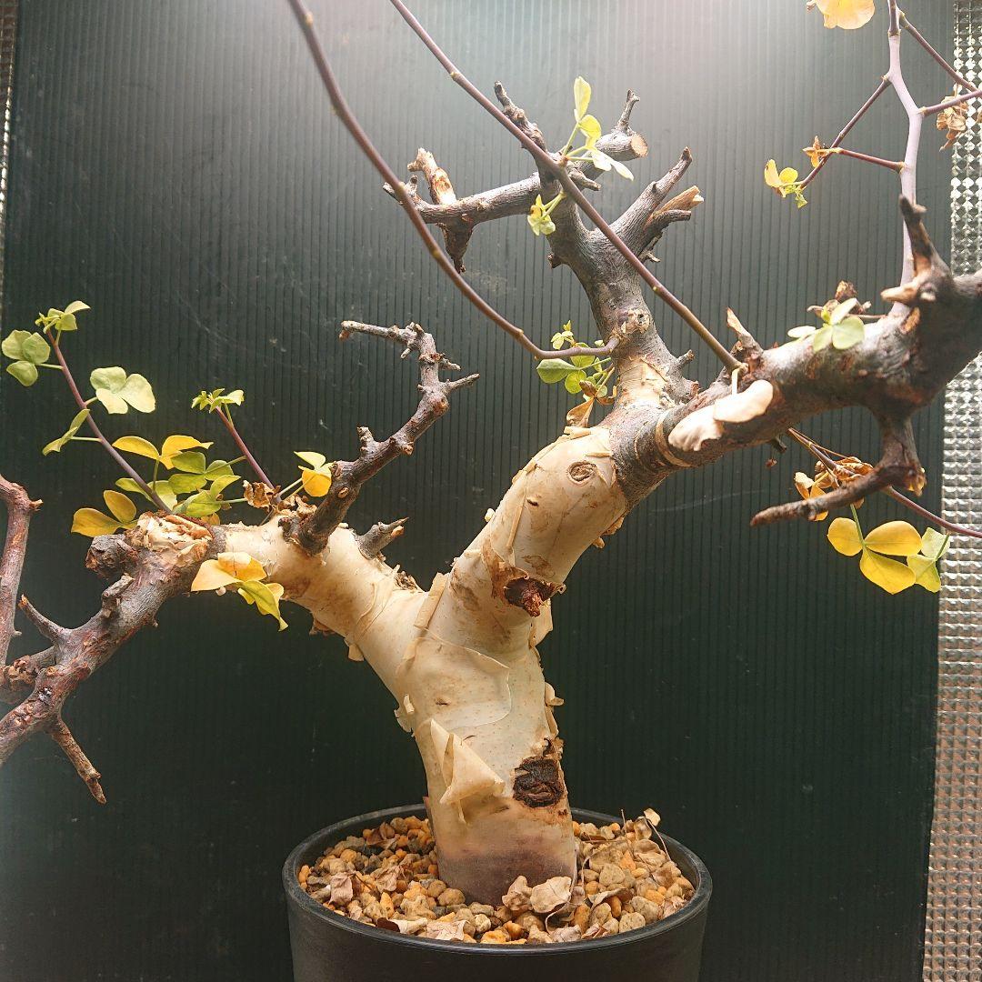 ①コミフォラ カタフ ピュア 発根済み 現地株 塊根植物 パキプス