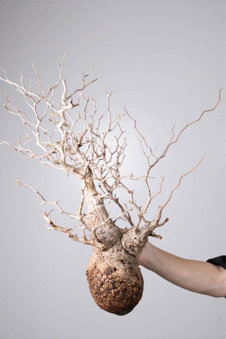 HP109 オペルクリカリア パキプス コーデックス ベアルート株