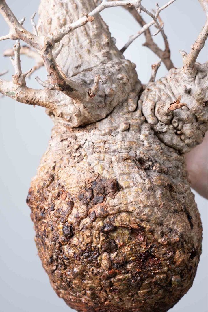 HP109 オペルクリカリア パキプス コーデックス ベアルート株