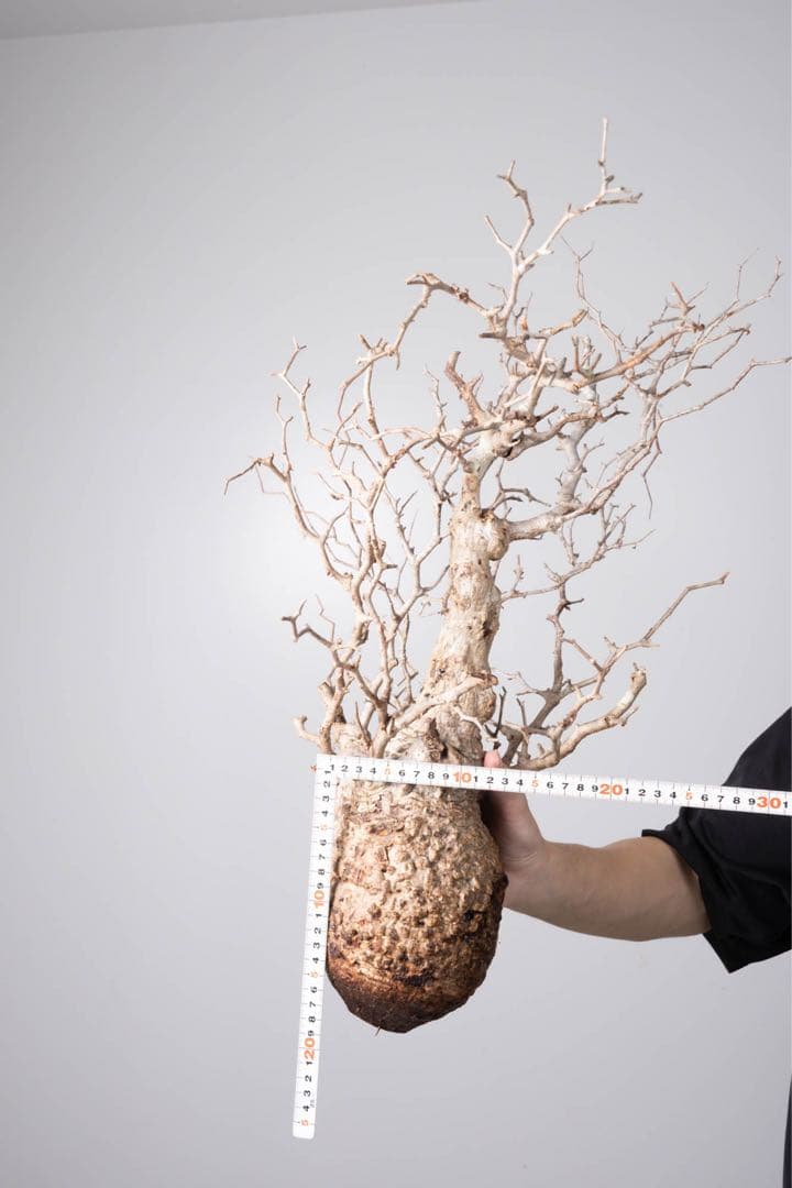 HP109 オペルクリカリア パキプス コーデックス ベアルート株