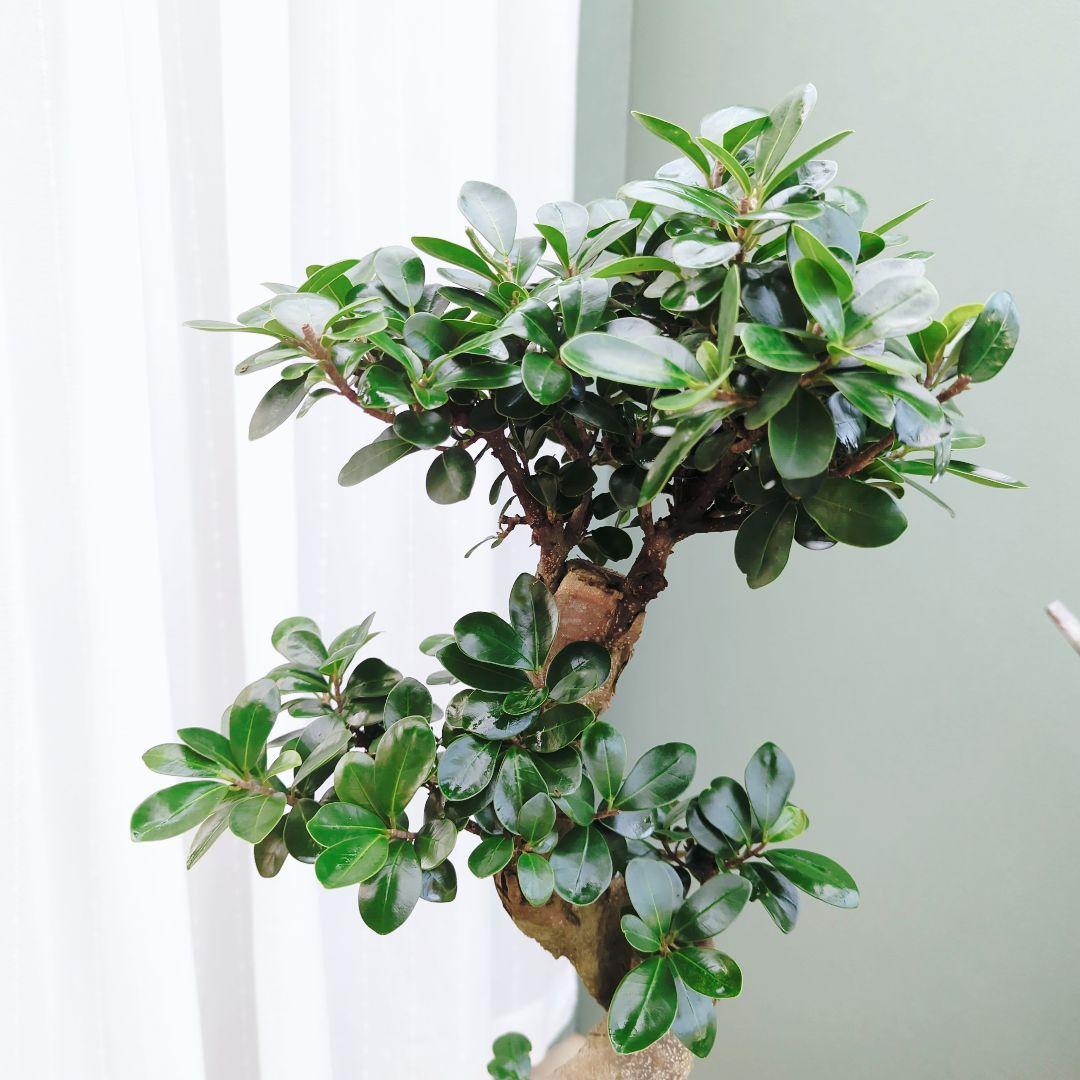 縁起物 ガジュマル曲がり 昇龍 (現品) お祝い ギフト７号陶器