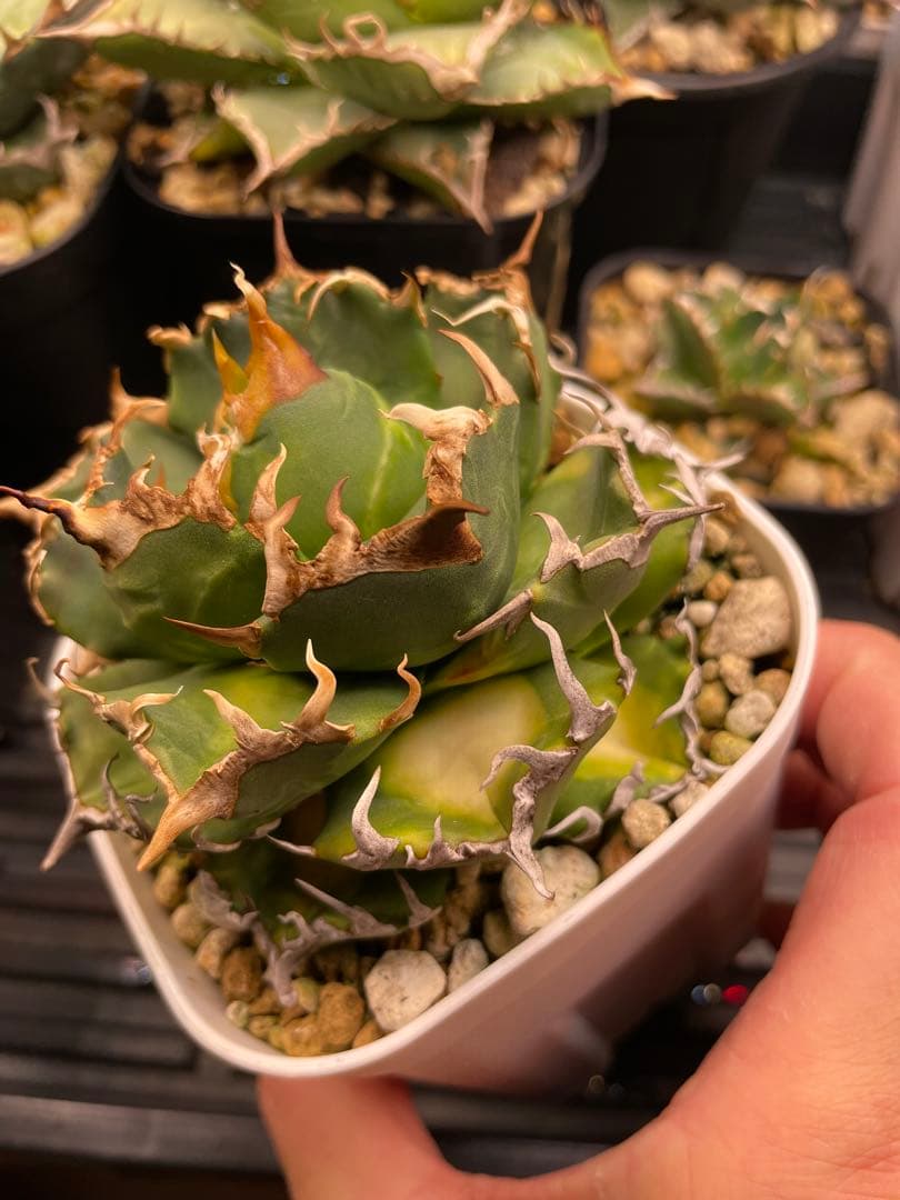 オテロイ実生　選抜　斑入り