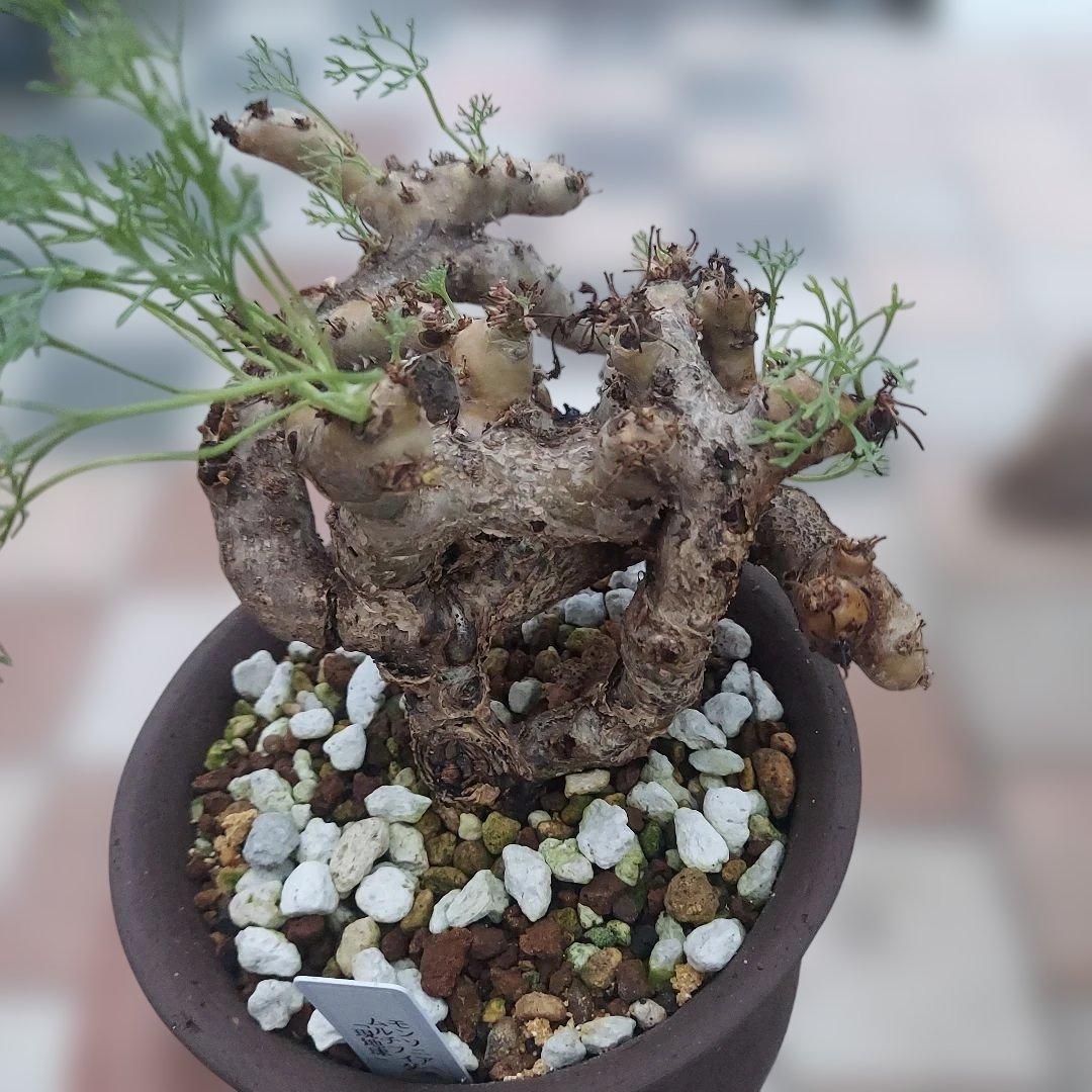 モンソニアムルチフィダ現地球発根済み